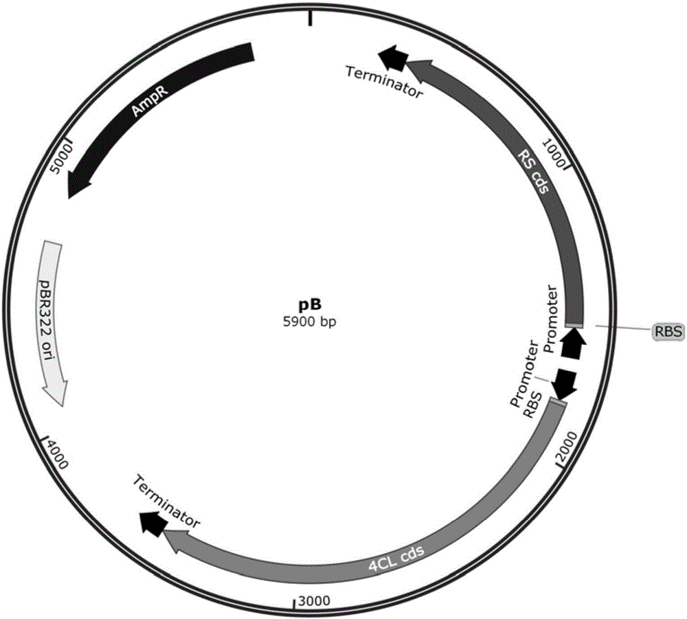 Combinatorial biosynthesis method of resveratrol