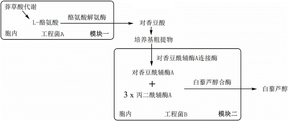 Combinatorial biosynthesis method of resveratrol