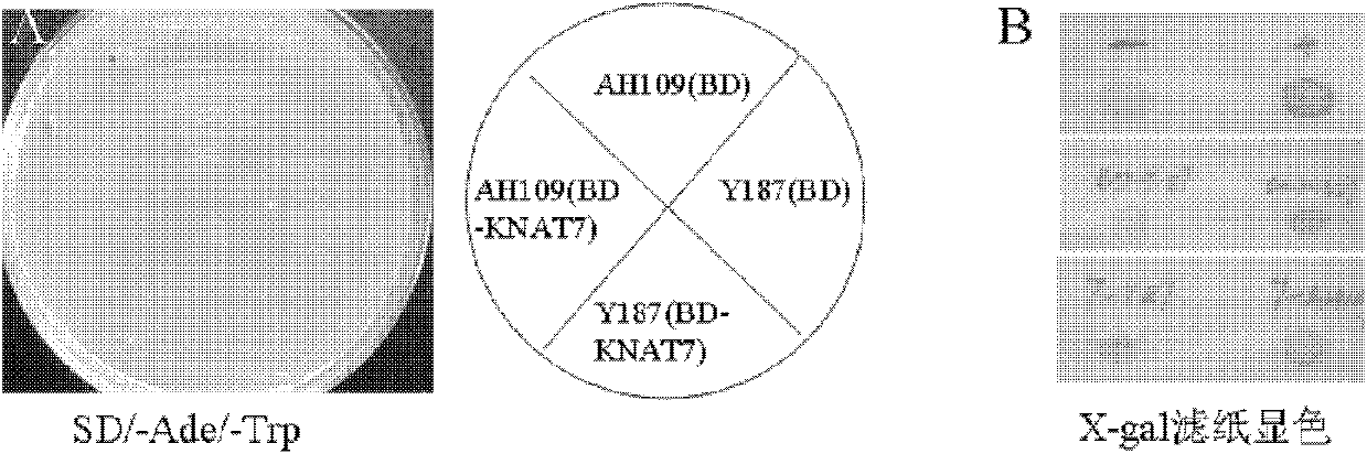 Identification and application of cotton fibre-specific HB (homeobox) transcription factor gene KNAT7