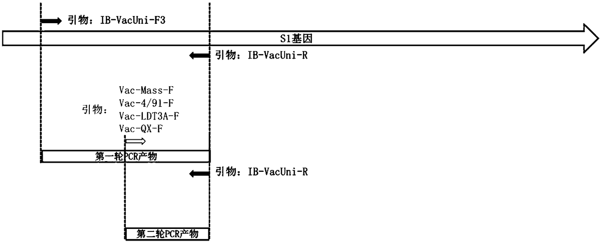 Semi-nested reverse transcription-polymerase chain reaction (RT-PCR) typing primers and kit for identifying different serotypes of live vaccines for infectious bronchitis virus (IBV)