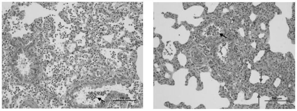 Application of ITPP in preparing medicines for preventing and/or treating ischemia-hypoxic injury and lung injury