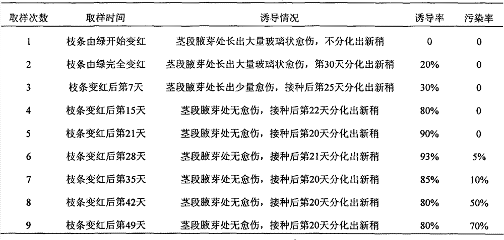 Method for culturing and propagating tissues of Taxodium Zhongshanha 302