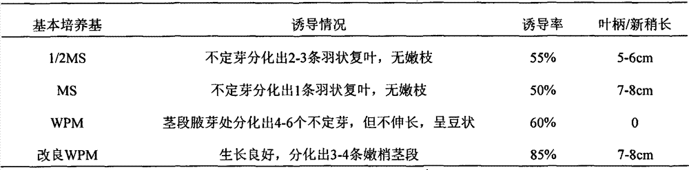 Method for culturing and propagating tissues of Taxodium Zhongshanha 302