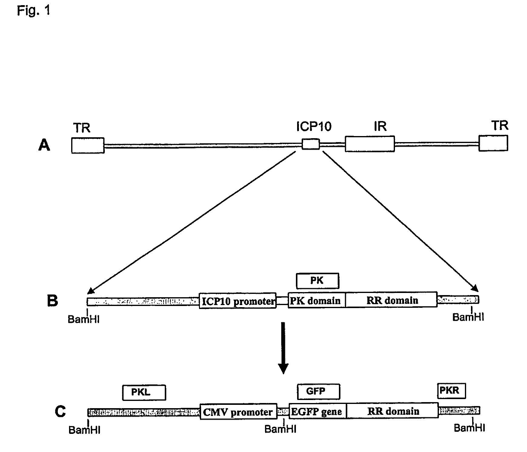 Use of mutant Herpes Simplex Virus-2 for cancer therapy