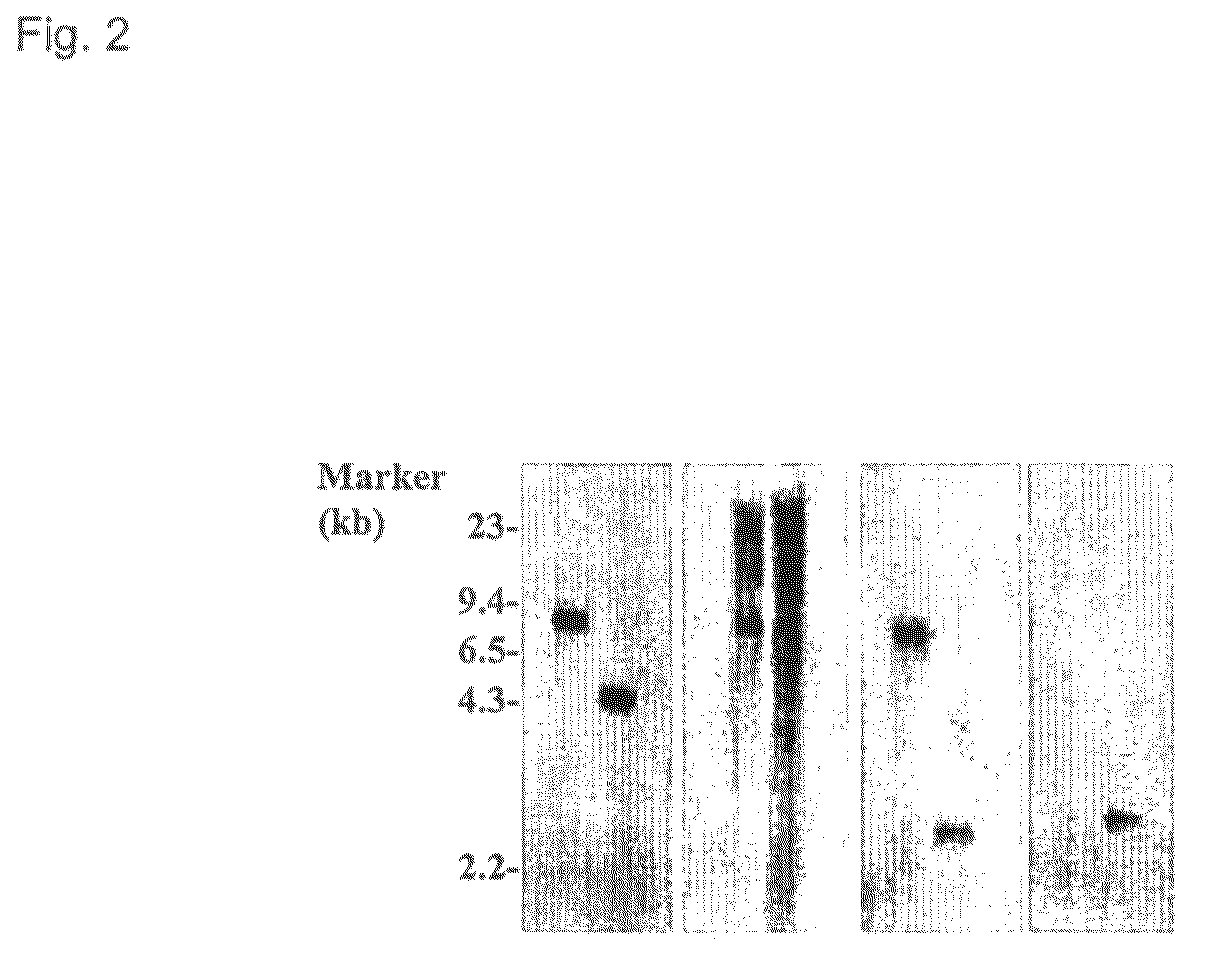 Use of mutant Herpes Simplex Virus-2 for cancer therapy