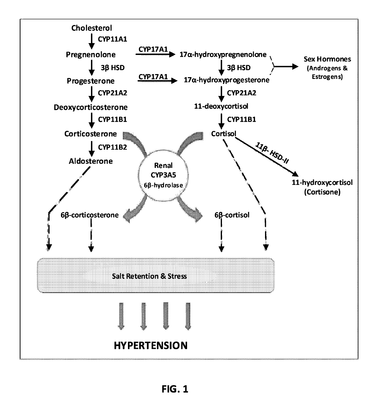 Renal selective inhibition of cytochrome P450 3A5