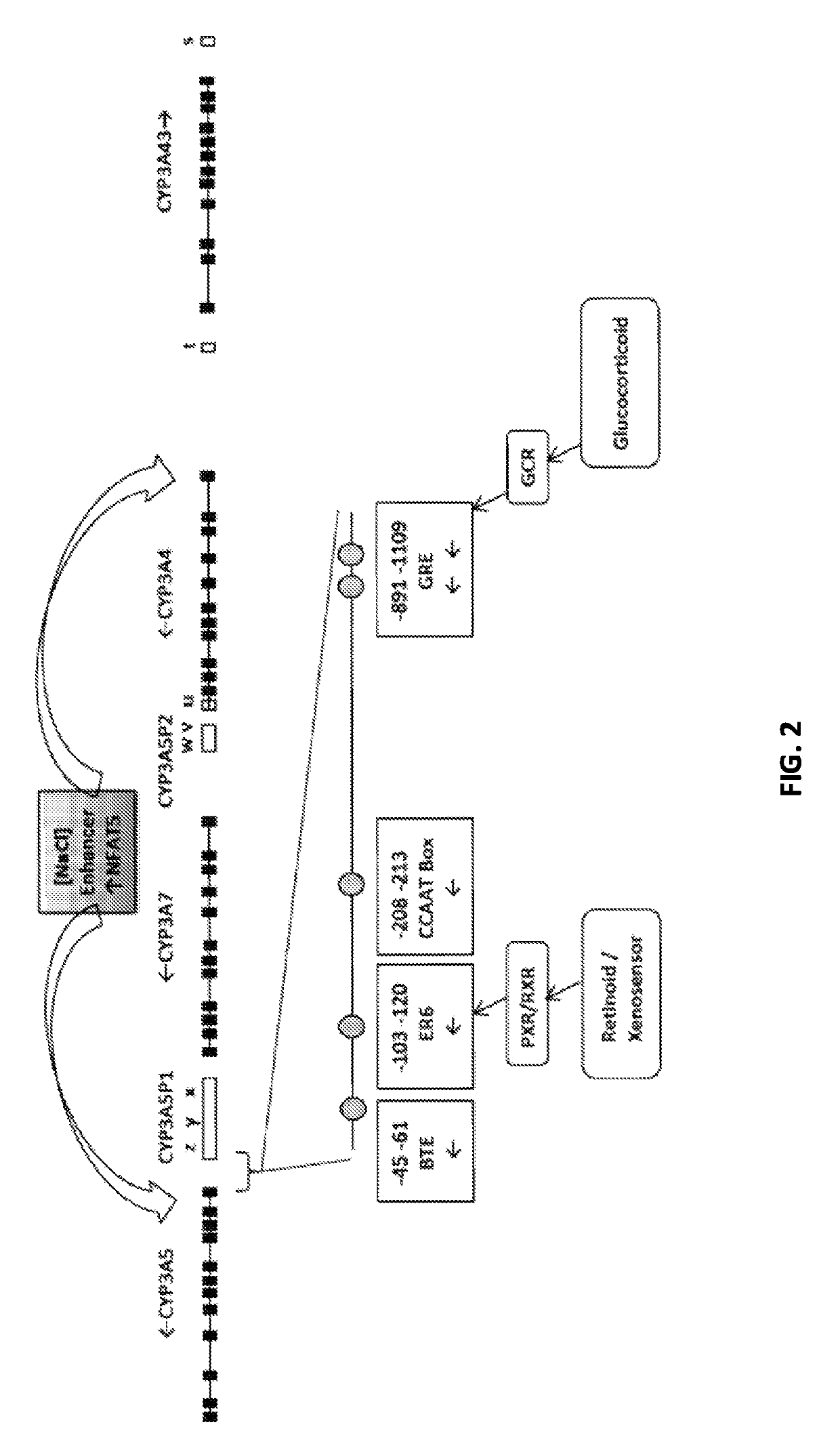 Renal selective inhibition of cytochrome P450 3A5