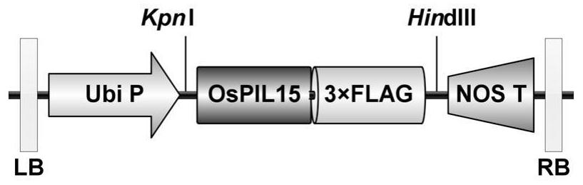 Application of OsPIL15 gene in regulating and controlling salt tolerance of rice