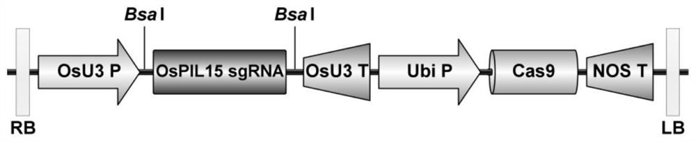 Application of OsPIL15 gene in regulating and controlling salt tolerance of rice