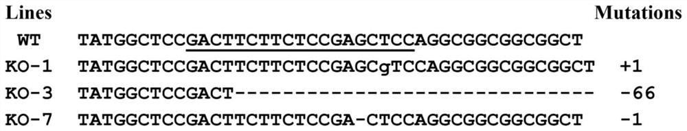 Application of OsPIL15 gene in regulating and controlling salt tolerance of rice