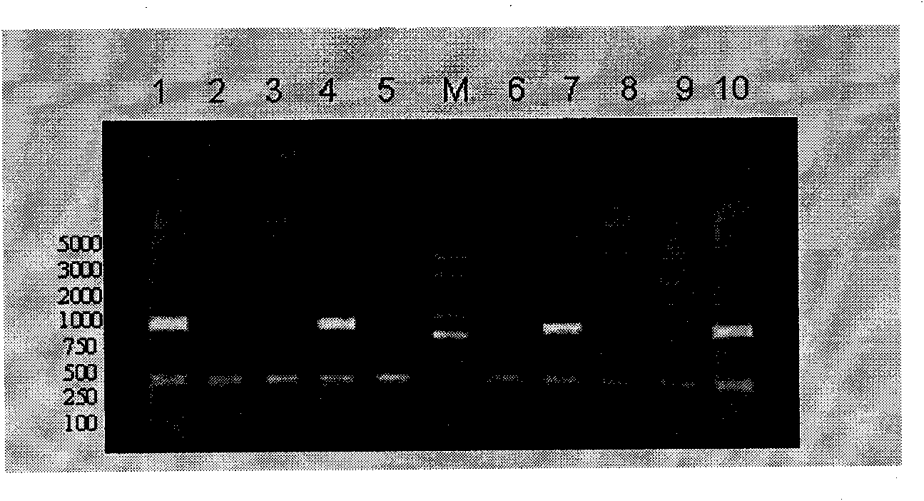 Method for identifying fast and slow feather molecules of chickens