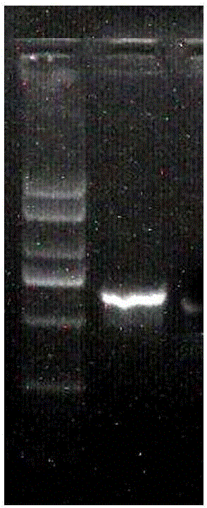 Plectosphaerella sp. EF01 separated from root tuber of radix tetrastigme and application of Plectosphaerella sp. EF01