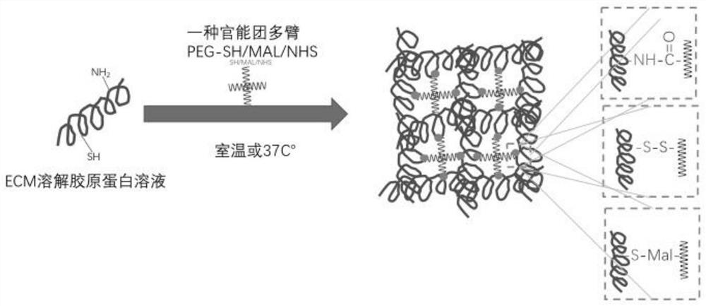 A kind of injectable hydrogel and preparation method thereof