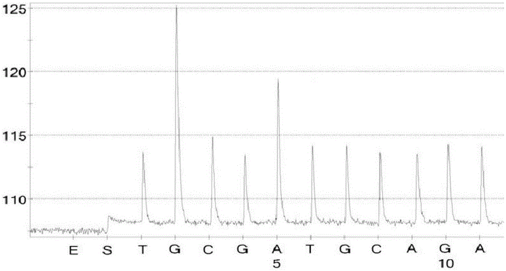 Infectious hematopoietic necrosis virus detection kit based on pyrosequencing