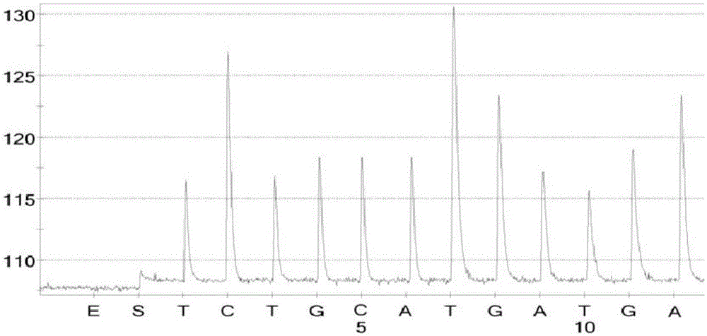 Infectious hematopoietic necrosis virus detection kit based on pyrosequencing