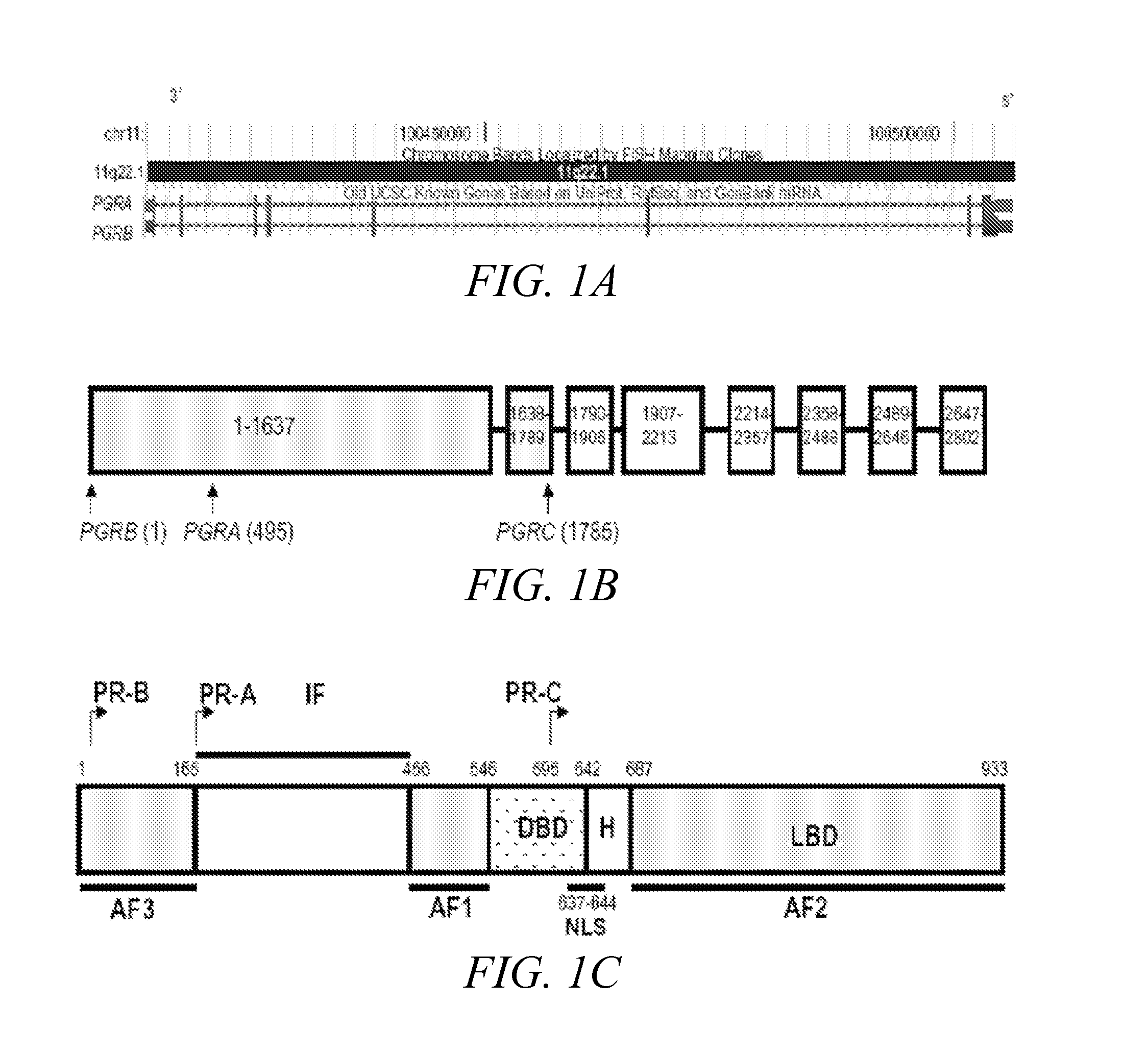 Compositions and methods for diagnosing and preventing spontaneous preterm birth