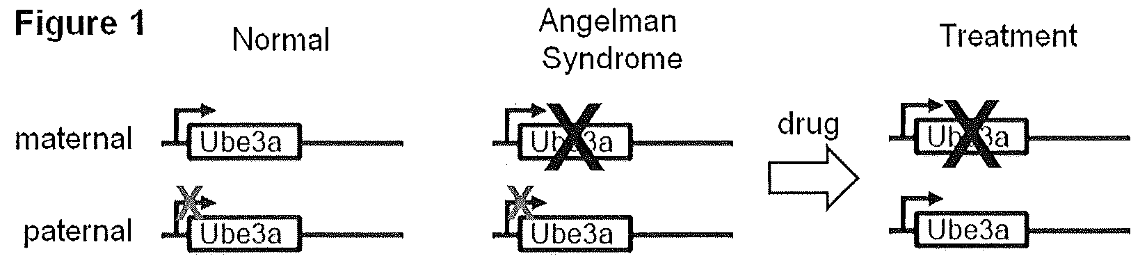 Methods and Compositions for Unsilencing Imprinted Genes