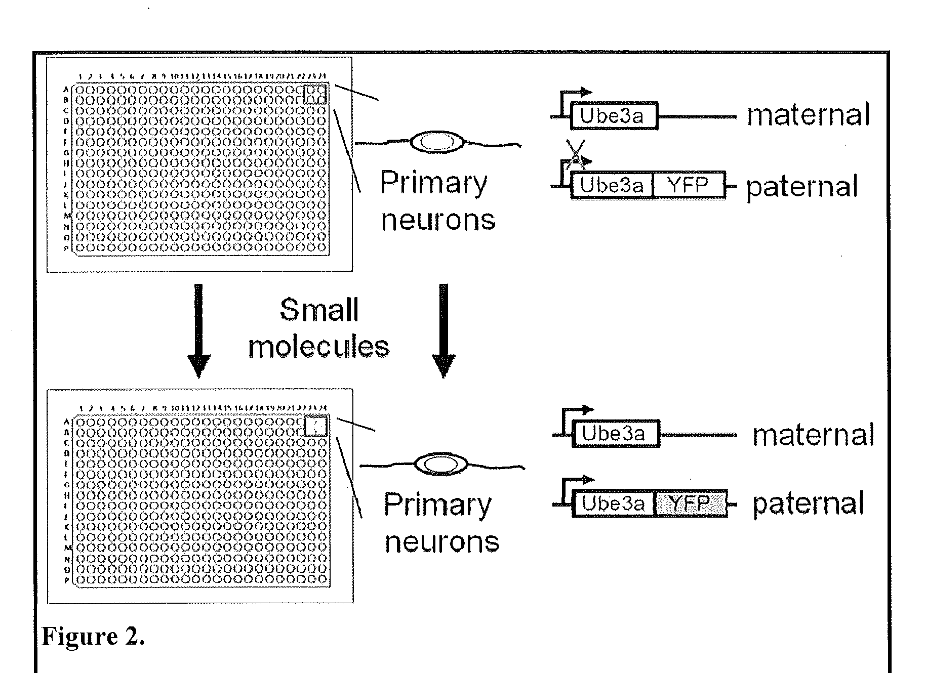 Methods and Compositions for Unsilencing Imprinted Genes