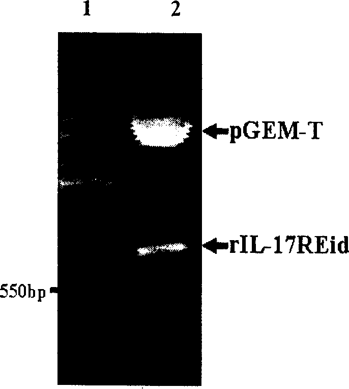 Rat's IL-17RE span film region and cell inner region poly peptide and coding sequence, fusion protein and clone