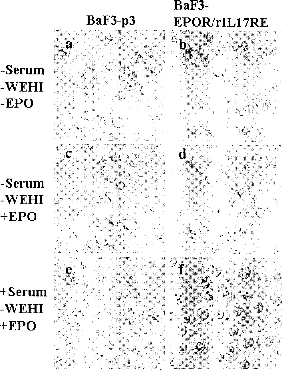 Rat's IL-17RE span film region and cell inner region poly peptide and coding sequence, fusion protein and clone