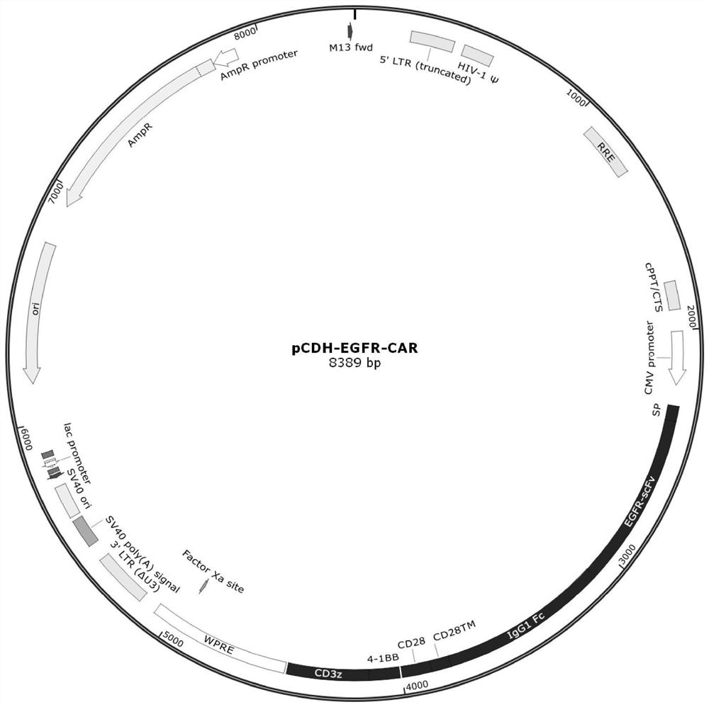 Cancer combined treatment composition