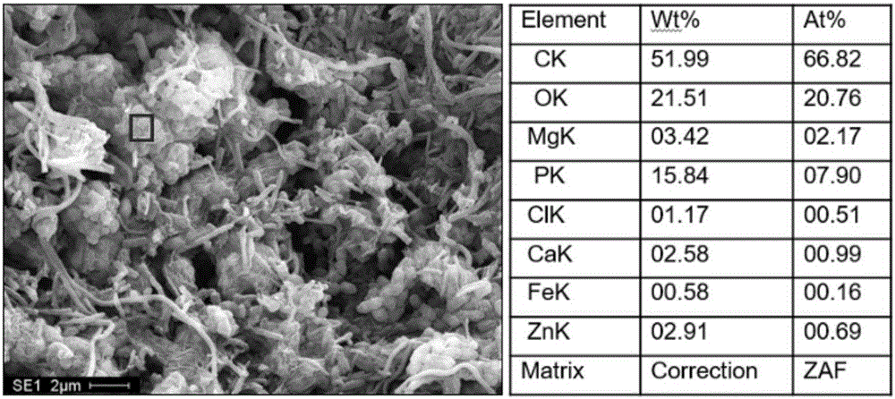 Method for removing and recycling phosphorus from sewage based on aerobic granular sludge