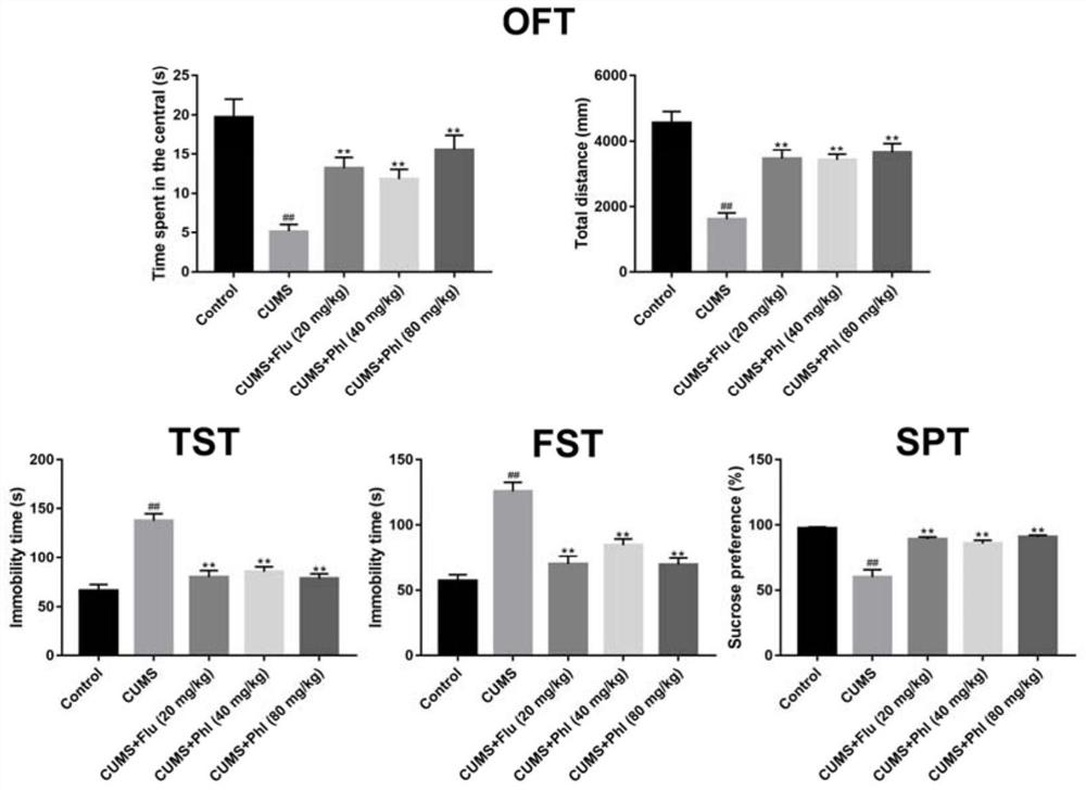 Application of phloretin in preparation of antidepressant drug