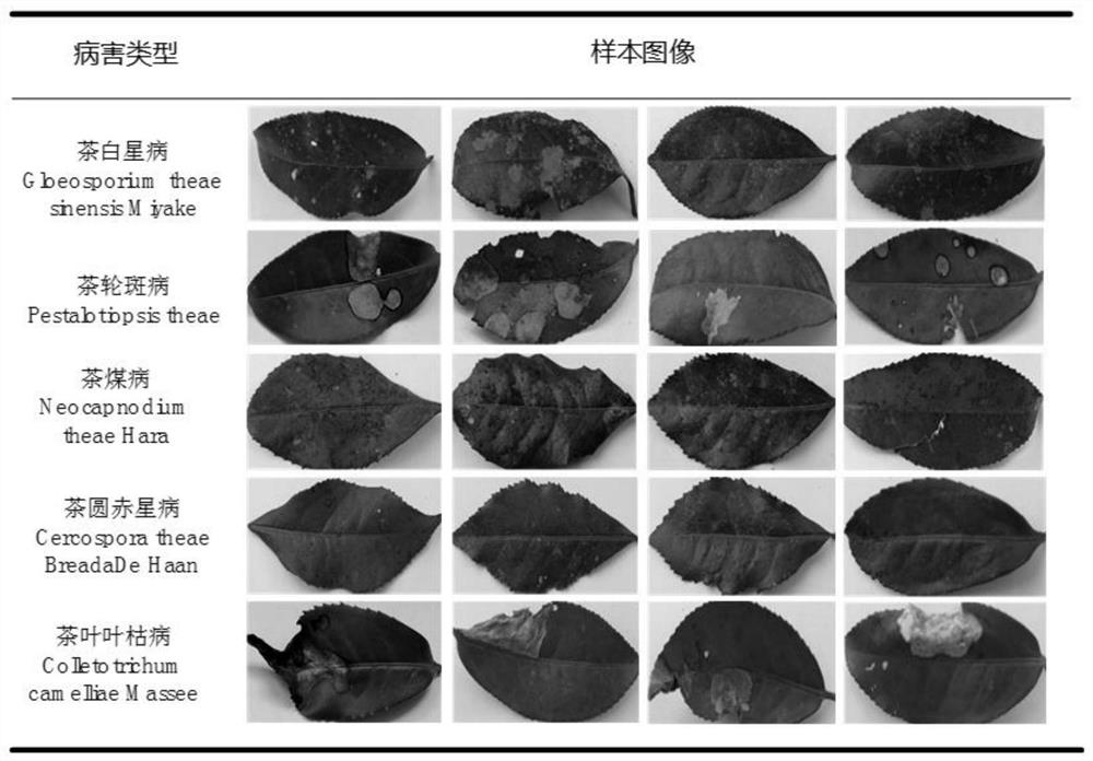 Tea disease identification method based on deep transfer learning