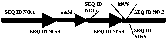 Chlorella vulgaris chloroplast homologous recombinant empty vector and application thereof