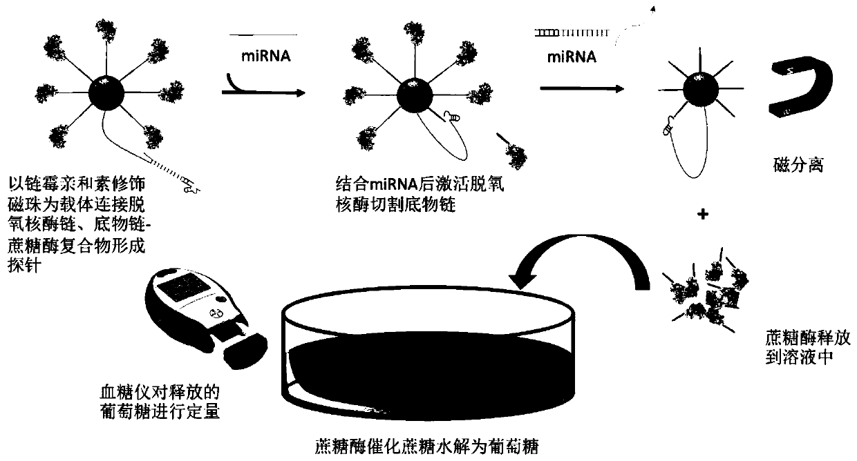 Method for detecting miRNA-21 by blood glucose meter based on dnazyme and sucrase