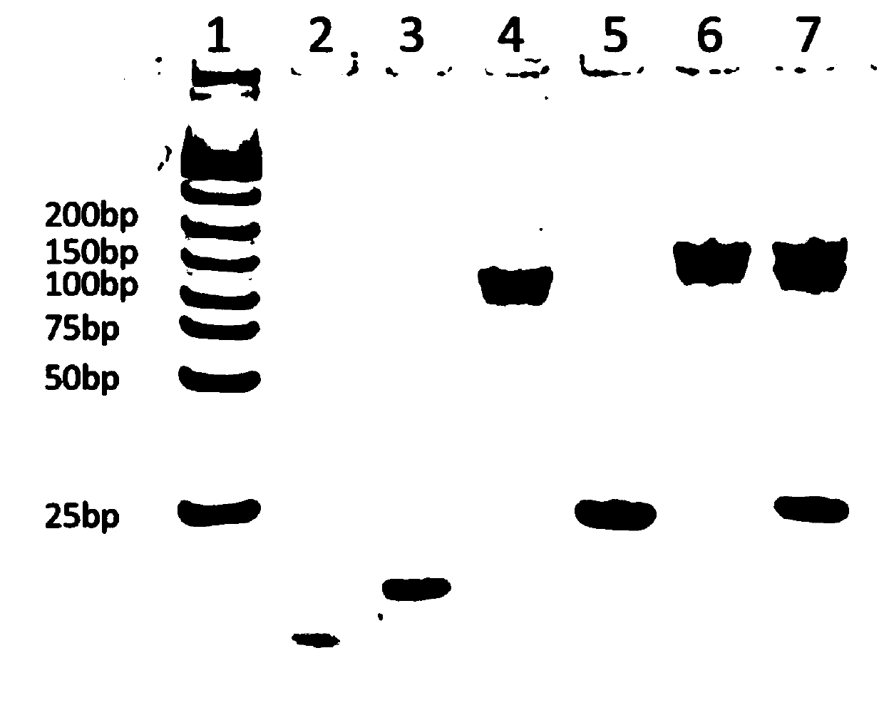 Method for detecting miRNA-21 by blood glucose meter based on dnazyme and sucrase