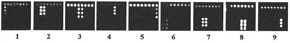 Preparation and application of DNA (deoxyribonucleic acid) chip for carbapenem antibiotic drug-resistant gene detection