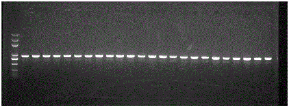 ALS mutant type gene and application thereof in herbicide resistance