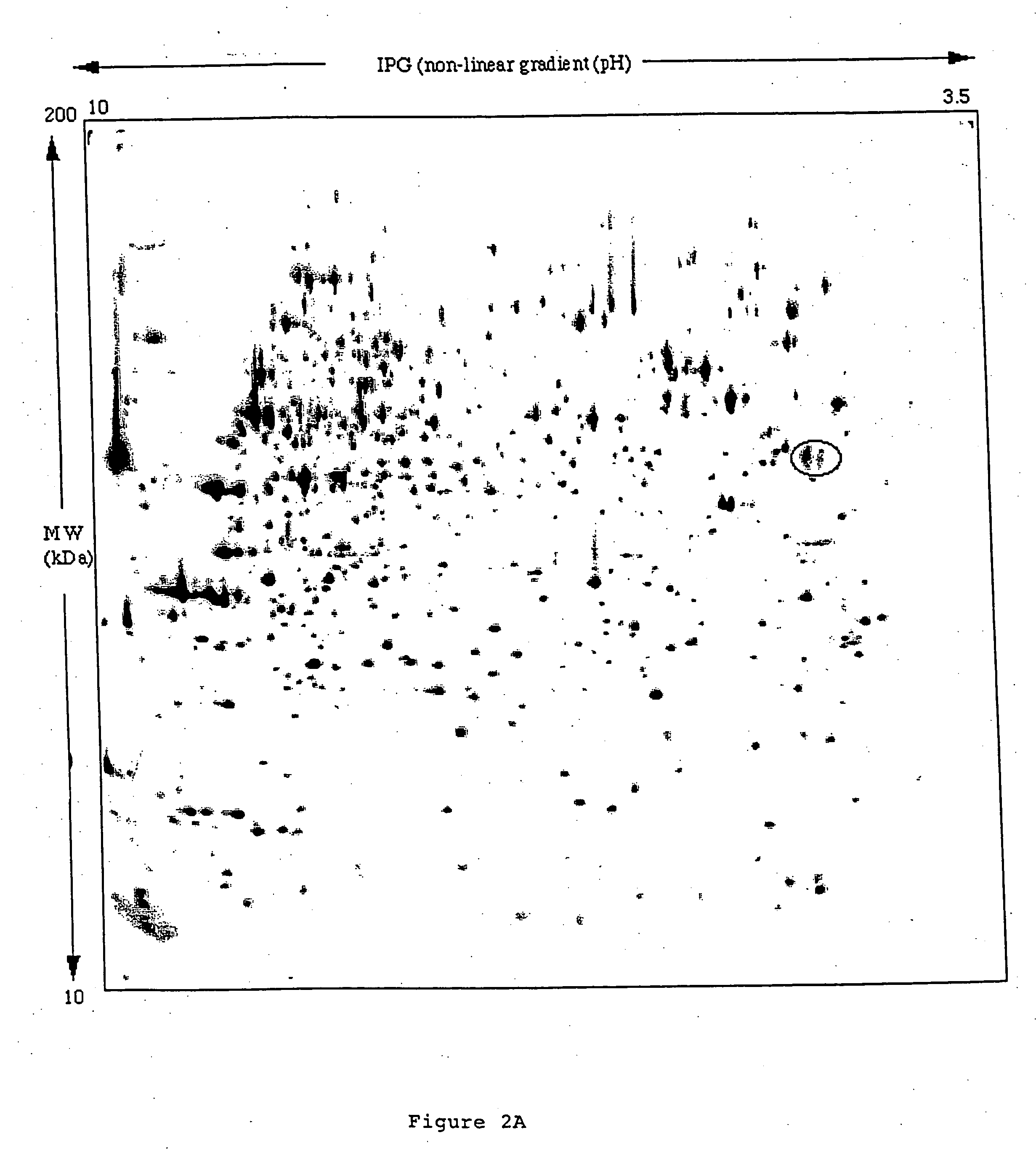 Specific binding molecules for scintigraphy, conjugates containing them and therapeutic method for treatment of angiogenesis