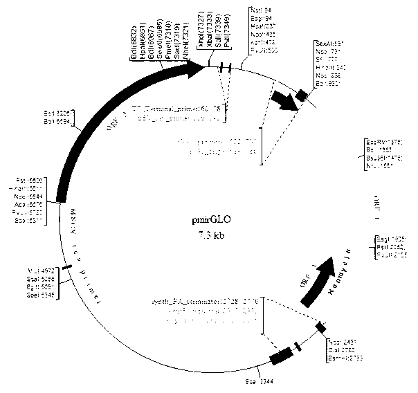 Plasmid vector containing 3'UTR (untranslated regions) sequence of ABCB1 gene and reporter gene as well as construction method and use of plasmid vector