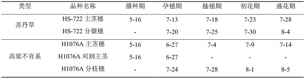 Method for solving flowering asynchronism of distant hybridization of sorghum bicolor and sorghum sudanense