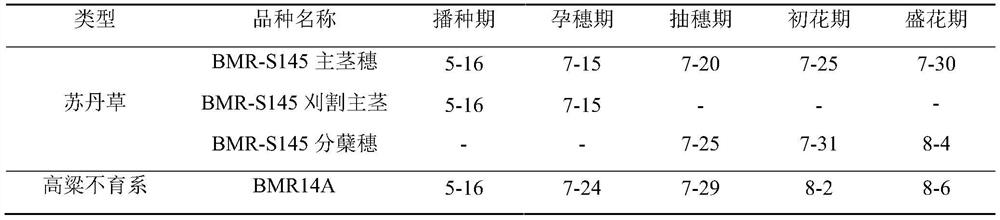 Method for solving flowering asynchronism of distant hybridization of sorghum bicolor and sorghum sudanense