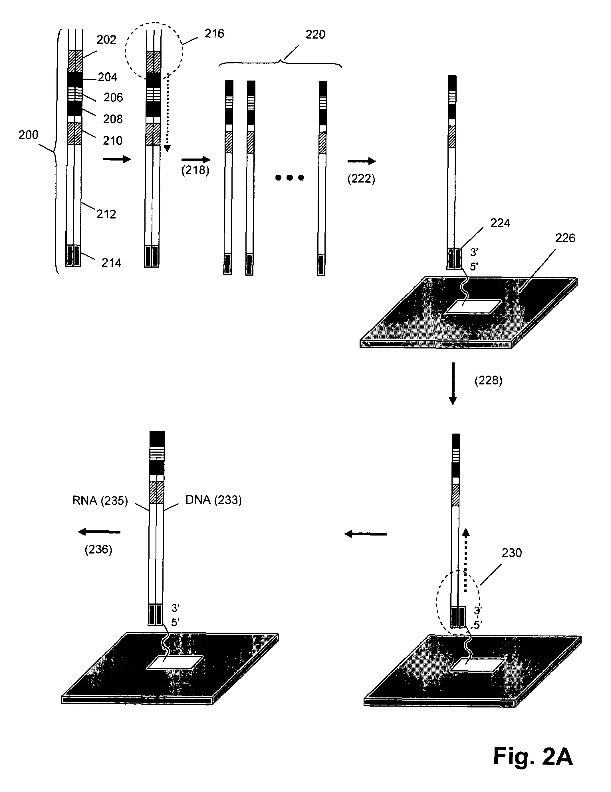 Isothermal DNA amplification