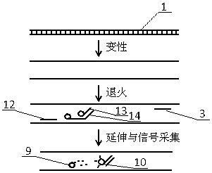 Universal probe technology based fluorescent quantitation PCR (Polymerase Chain Reaction) method