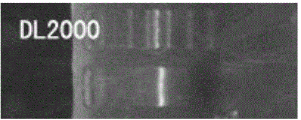 Method for identifying material sources of meat products based on clone and conventional sequencing