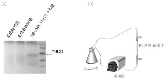 High-temperature polyphenol oxidase and application thereof in phenol-containing wastewater treatment