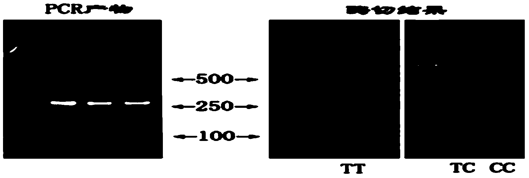 Molecular marker related to sedimentary character of pork fat, and application thereof