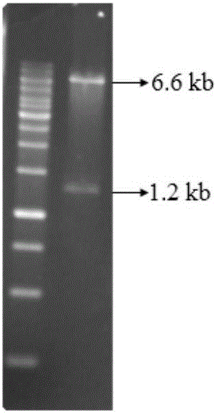 Corynebacterium glutamicum recombinant strain for producing 5-aminolevulinic acid