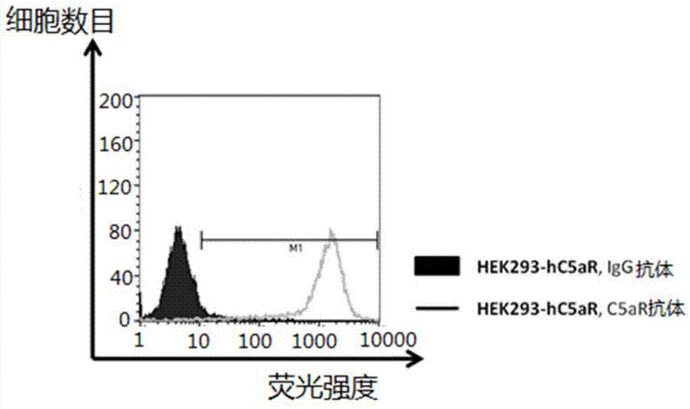 C5aR antibody, preparation method and application thereof