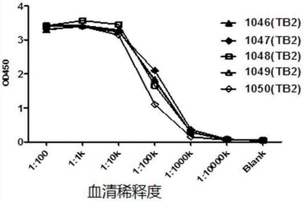 C5aR antibody, preparation method and application thereof