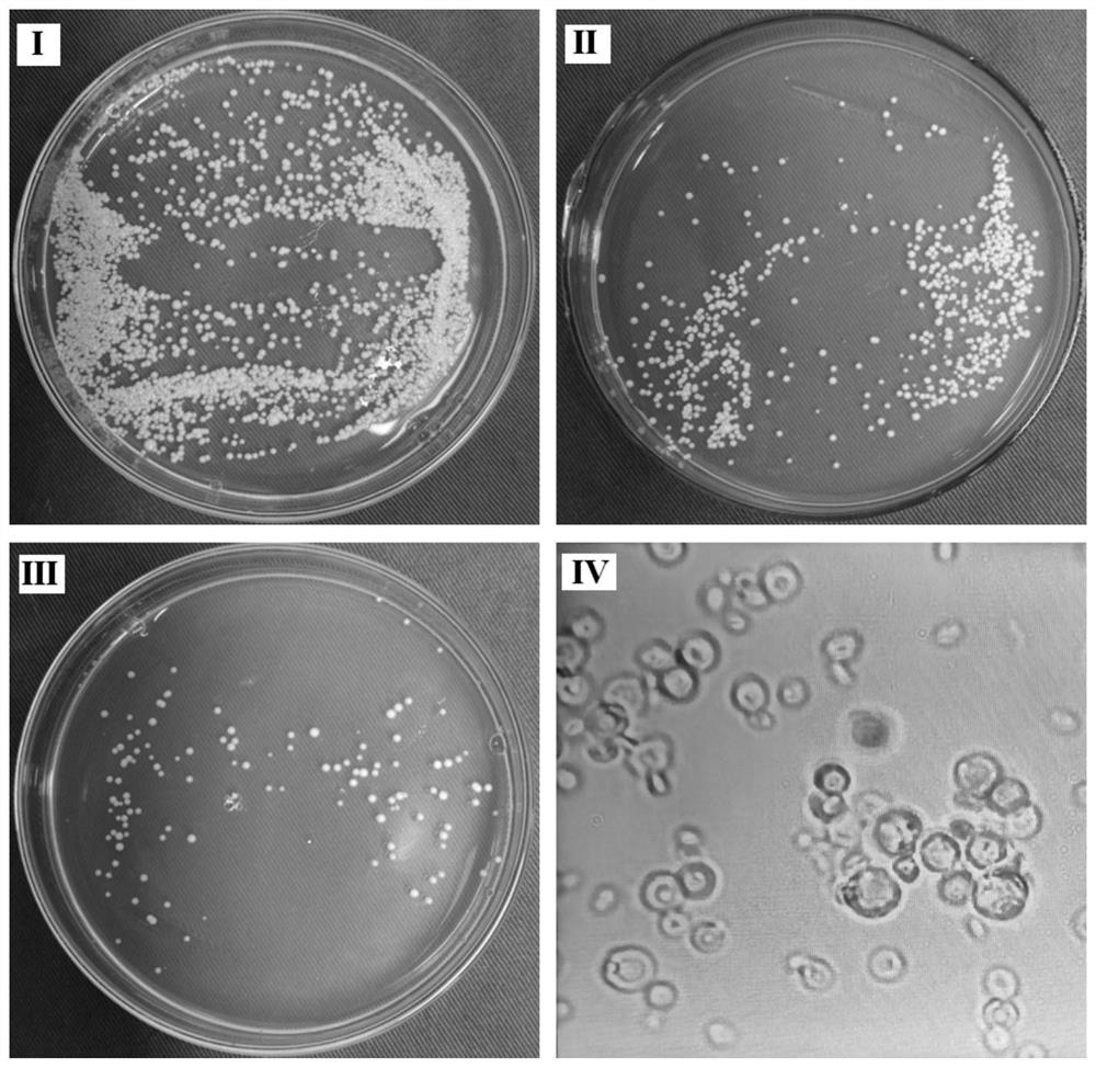 Preparation method and application of anti-aging and anti-wrinkle yeast extract