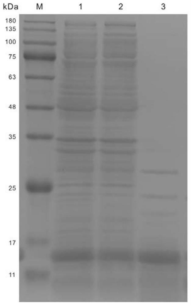 Preparation method and application of anti-aging and anti-wrinkle yeast extract