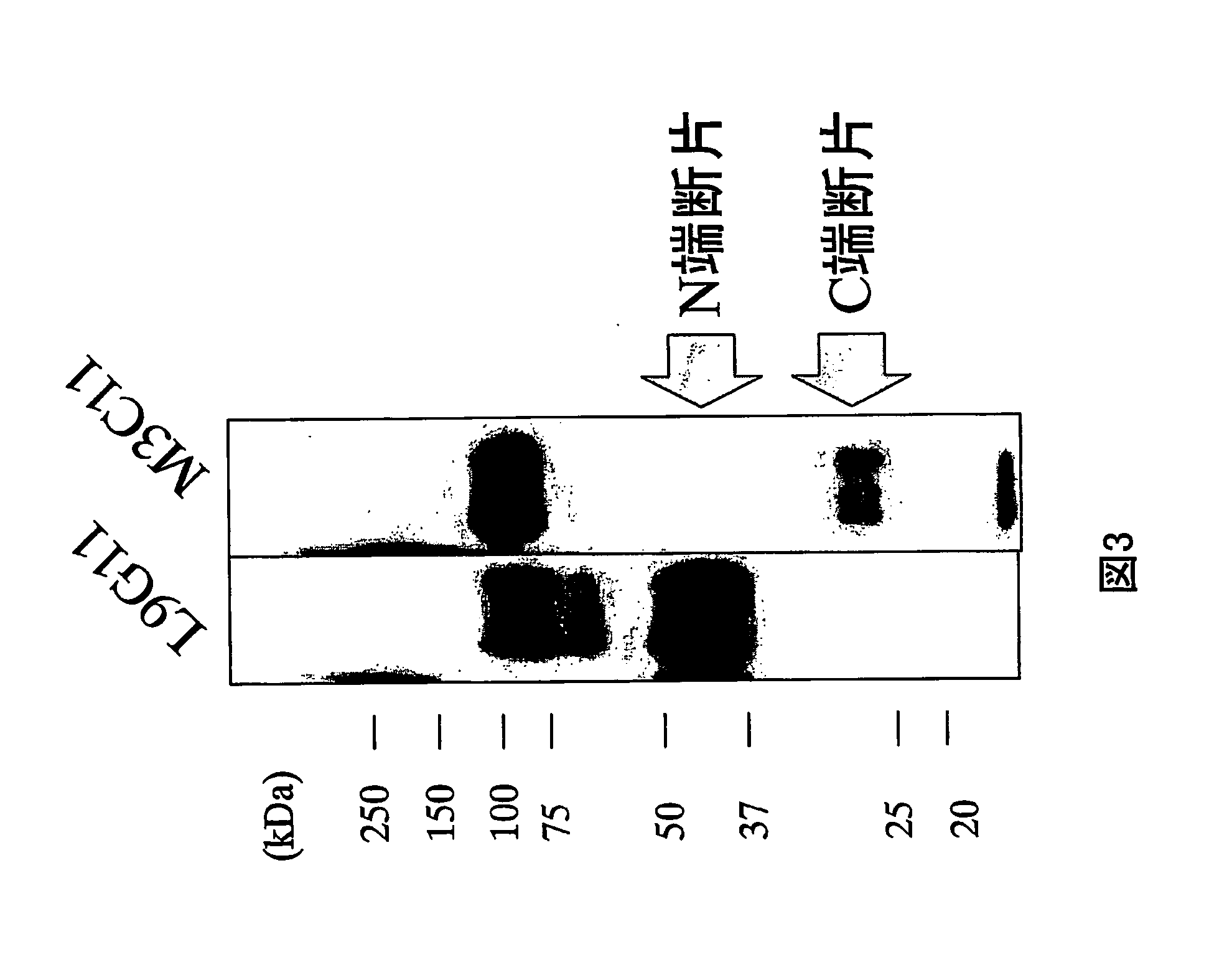 Anti-glypican 3 antibody