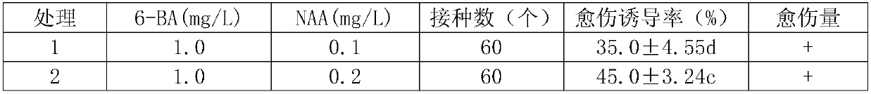 Tissue culture method of spathiphyllum kochii petioles