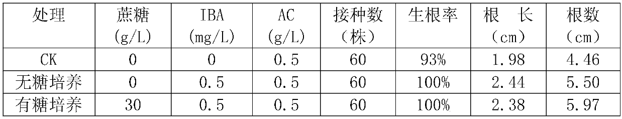 Tissue culture method of spathiphyllum kochii petioles